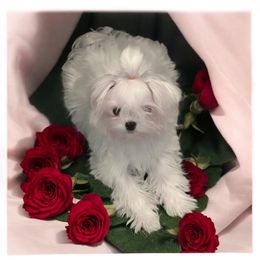 Korean Layla - White female Maltese puppy in Mooresville, North Carolina from Clearview Canines