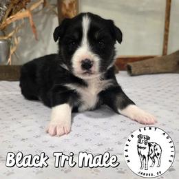 Xanthos - Black tri male Miniature Australian Shepherd puppy in Jaroso, Colorado from Heaven Sent Aussies
