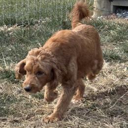 Goldendoodles from Woodland Acres