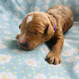 Purple collar - Apricot male Goldendoodle puppy in Denison, Iowa from Violet View Iowa Goldendoodles
