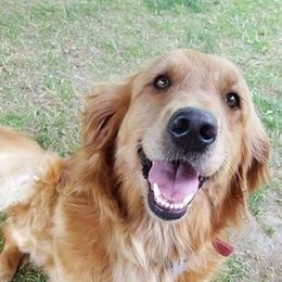 Golden Retrievers from Redwood Golden Retrievers