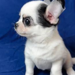 Barry - Black and white male Chihuahua puppy in Corpus Christi, Texas from Doubletake Chihuahuas