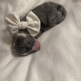 Olive - Blue merle female Bernedoodle puppy in Silver Lake, Indiana from ‘Mut’zger Doodles