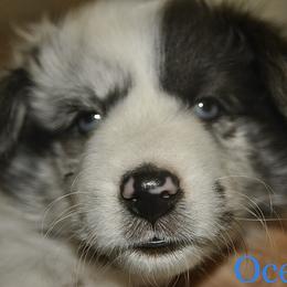 Shetland Sheepdog Puppies from Kochar Shelties