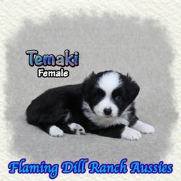 Temaki - Black tri female Toy Australian Shepherd puppy in Forestburg, Texas from Flaming Dill Ranch Aussies