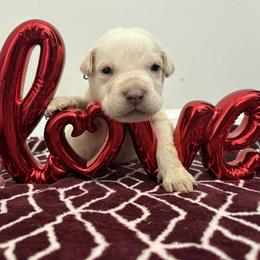 Light blue collar - Red male Cane Corso puppy in Snellville, Georgia from A Really Good Kennel