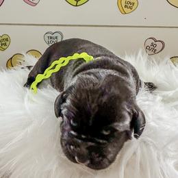 Mr Lime Collar - Black male Labrador Retriever puppy in Lake City, Michigan from Loon Lake Labradors