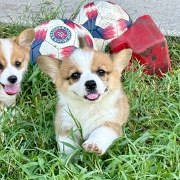Pembroke Welsh Corgi puppies from Pembroke Welsh Corgis at Belle Haven