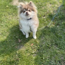 Pomeranian Puppies from Wildwood Poms