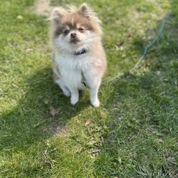 Pomeranian Puppies from Wildwood Poms