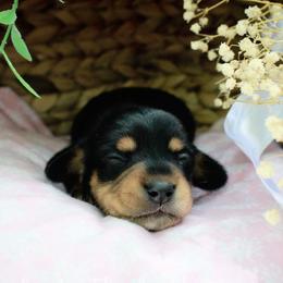 Sage - Black and tan female Dachshund puppy in Allons, Tennessee from Amber's Flock Homestead