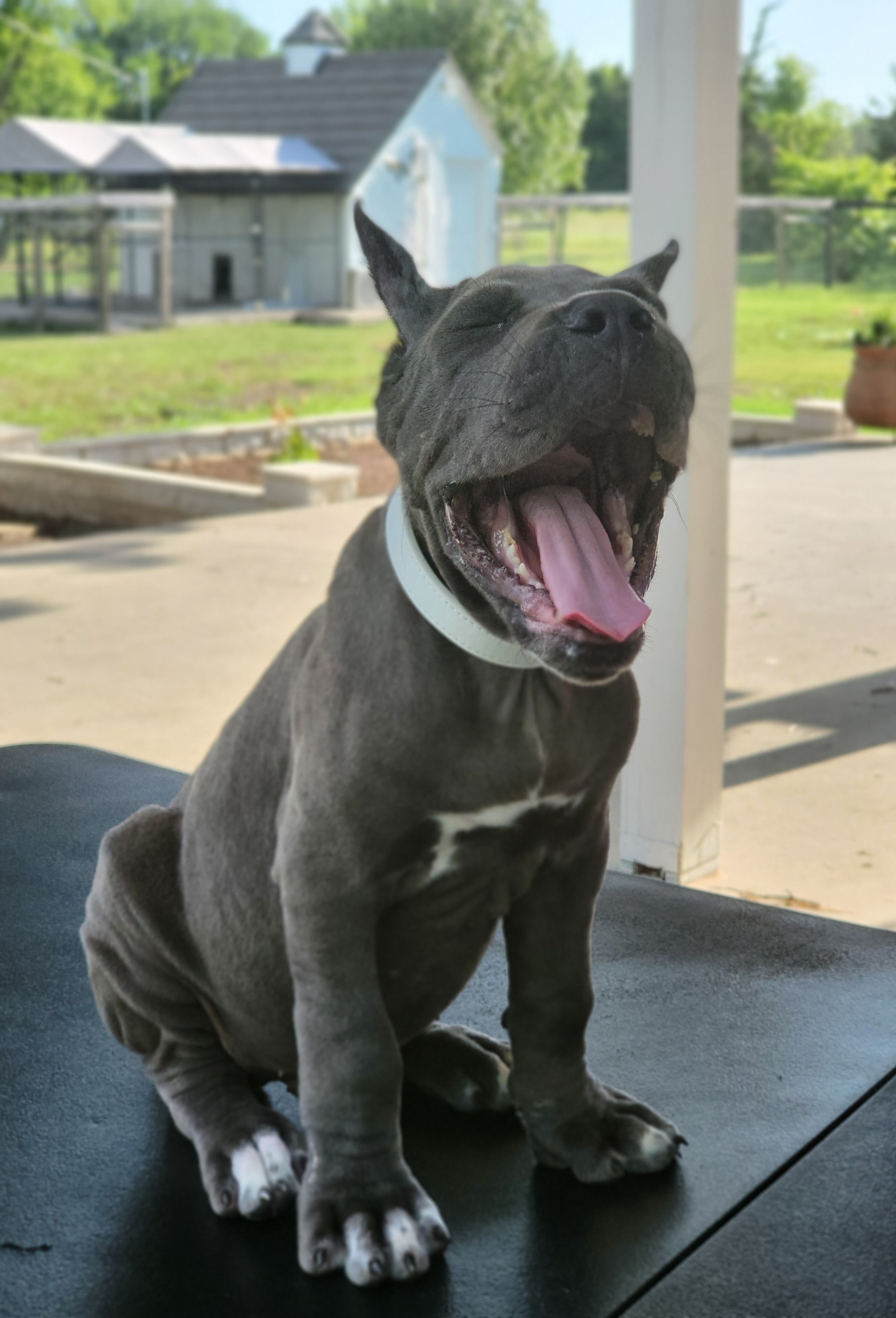 Cane Corso Puppies from Jolaw Kennel