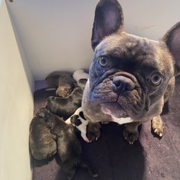 Penelope - French Bulldog