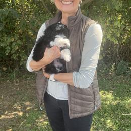 Havanese Puppies from Nanas Havanese