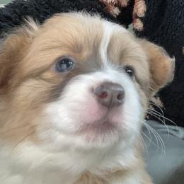 Puppy 3 - Sable female Pembroke Welsh Corgi puppy in Port Republic, Maryland from Bestfurends