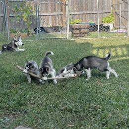 Siberian Husky Puppies from Husky Love and Pups