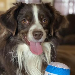 Toy Australian Shepherds from dirtybirdys_off_road_aussies