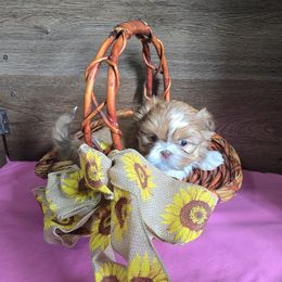 Girl 2 - Liver female Shih Tzu puppy in Meadows Of Dan, Virginia from Walt’s Shih Tzus