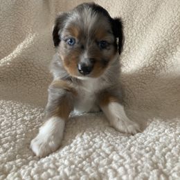 Miniature Australian Shepherd Puppies from Fancy Creek Mini Aussies