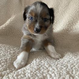 Miniature Australian Shepherd Puppies from Fancy Creek Mini Aussies