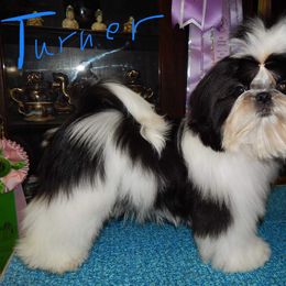 turner - Shih Tzu