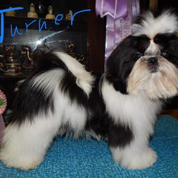 turner - Shih Tzu