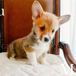 Blu - Red male Pembroke Welsh Corgi puppy in Bend, Oregon from Highland Meadow Corgis