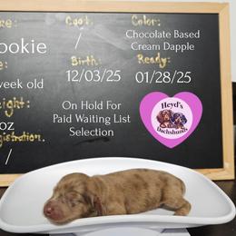 Cookie - Dapple female Dachshund puppy in Hoquiam, Washington from Heyd's Mini Dachshunds