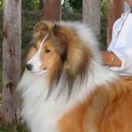 Shetland Sheepdogs from Braeleen Shetland Sheepdogs