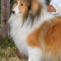 Shetland Sheepdogs from Braeleen Shetland Sheepdogs
