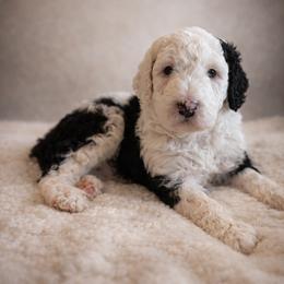 Buddy - Black and white male Sheepadoodle puppy in Tennessee, Illinois from The Artman Family