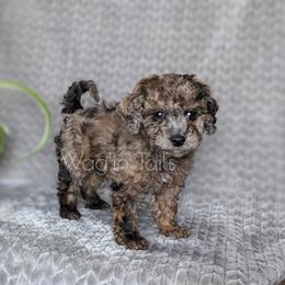 Bernedoodle and Cavapoo Puppies from Wag'in Tails