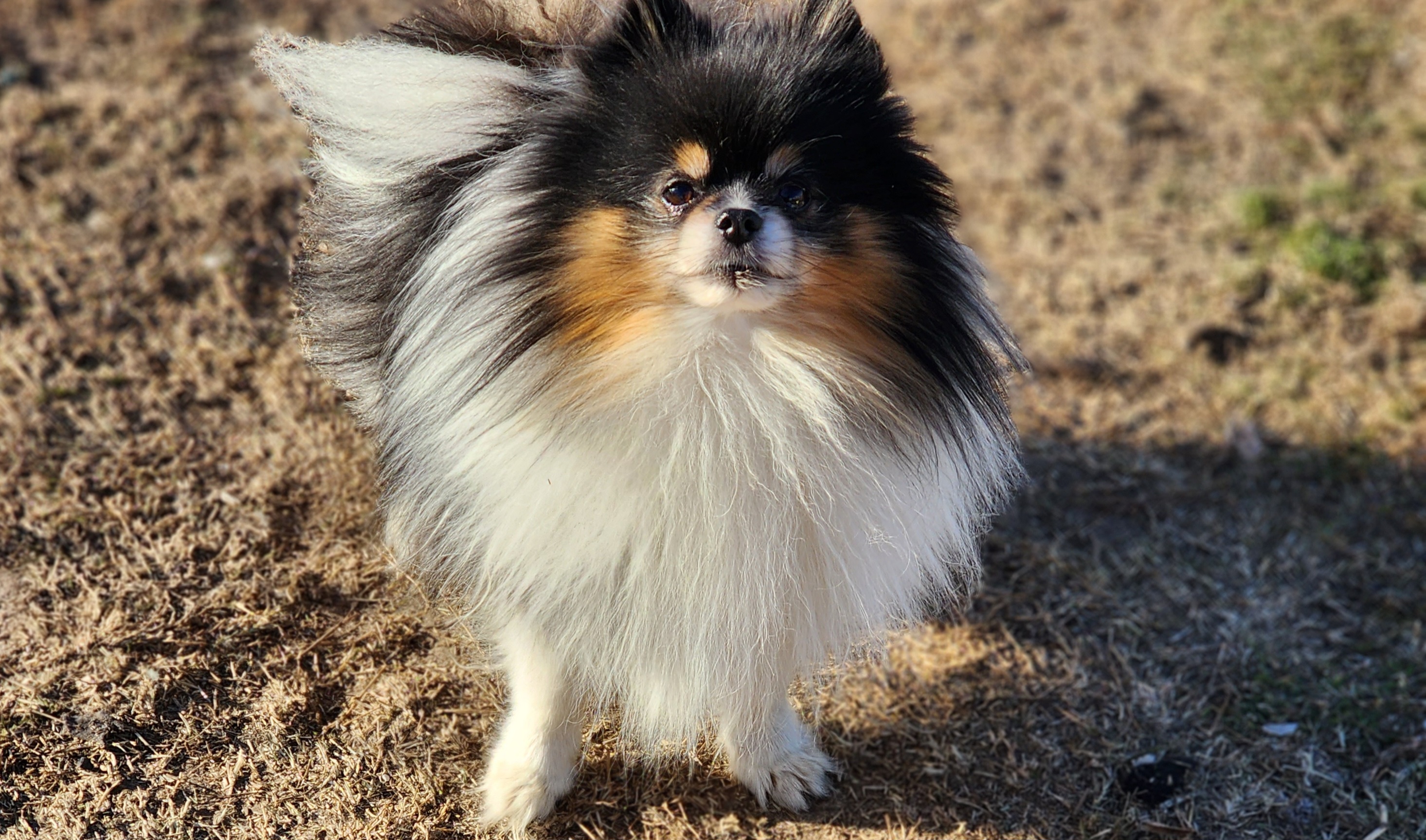 Kilo  - Pomeranian