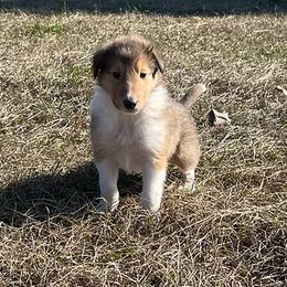 Collies from Free State Collies