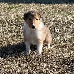 Collies from Free State Collies