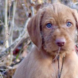Wirehaired Vizslas from Compass Wirehaired Vizslas