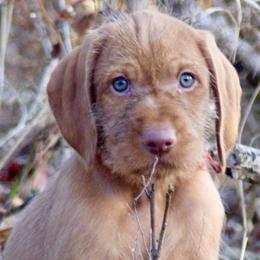 Wirehaired Vizslas from Compass Wirehaired Vizslas