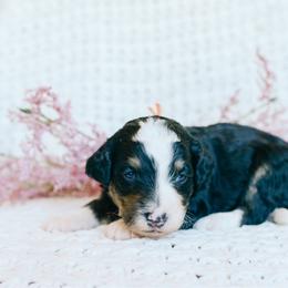 Boy 3 - Tri-color male Bernedoodle puppy in Spanish Fork, Utah from K Brand Doodles