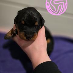 Salmon Pink - Black and rust female Beauceron puppy in Batavia, New York from Oakland Beaucerons