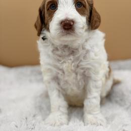 Black - Red male Australian Labradoodle puppy in Antelope, California from Adorable Labradoodle