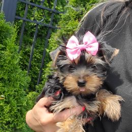 Yorkshire Terrier Puppies from Yorkie Puppies Redwood Ranch Chicago