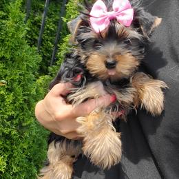 Yorkshire Terrier Puppies from Yorkie Puppies Redwood Ranch Chicago