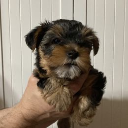 Assorted Doodle Crosses, Double Doodle, Maltipoo, Morkie, and Yorkipoo Puppies from Danza Bolo