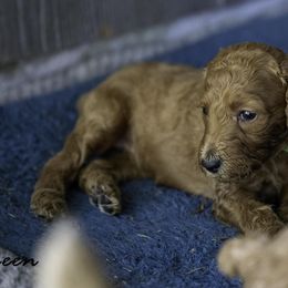 Green Collar - Red  female Poodle puppy in Cleveland, Texas from Mayday Quality Poodles