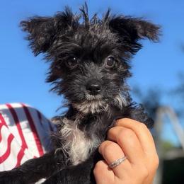 Gigi - Black female Yorkipoo puppy in Chattanooga, Tennessee from Joyfull Pals