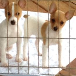 Toy Fox Terrier Puppies from K's Toy Fox Terriers