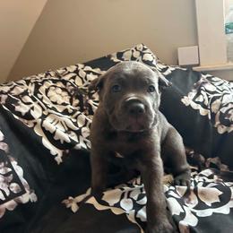 Cane Corso Puppies from Mass Cane Corso