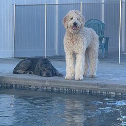 Aussiedoodle, Goldendoodle, and Labradoodle All Grown Up from Patriot Family Paws