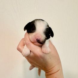 Talia - Black and white female Cavapoo puppy in Eatonton, Georgia from TNT Puppies