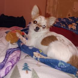 Hope - Chihuahua